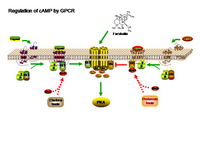 Regulation of cAMP by GPCR PPT Slide