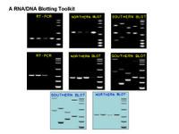 Sample DNA-RNA blots PPT Slide
