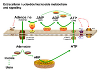 Extracellular metabolism of nucleotides PPT Slide