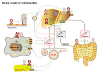 Nuclear receptors in lipid metabolism PPT Slide
