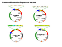 Mammalian Expression Vectors PPT Slide