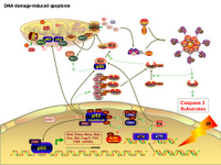 DNA damage-induced apoptosis PPT Slide