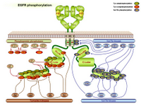 EGFR phosphorylation PPT Slide