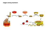 Oxygen sensing mechanism PPT Slide