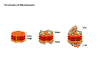 Proteasome structure PPT Slide