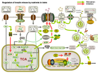 Regulation of insulin release by nutrients in islets PPT Slide