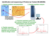 Identification of Proteins by Tandem MS PPT Slide