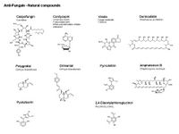 Anti-Fungals - Natural compounds PPT Slide