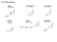 Na-K ATPase modulators PPT Slide