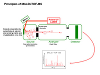 Principles of MALDI-TOF-MS PPT Slide