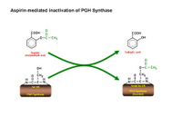 Aspirin-mediated acetylation of PGH Synthase PPT Slide