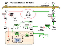 Glucose metabolism in diabetic liver PPT Slide