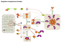 Regulation of apoptosome formation PPT Slide