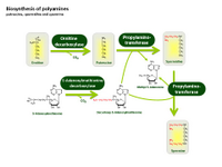 Biosynthesis of polyamines PPT Slide