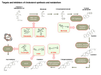 Drug targets in cholesterol synthesis PPT Slide