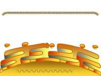 Nucleus-ER-membrane 2 PPT Slide
