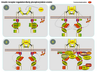 Insulin receptor regulation - Early phosphorylation events PPT Slide