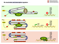 Rb deactivation and transcription regulation PPT Slide