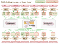 Matrix-Metalloproteinases in breast cancer PPT Slide