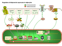 Regulation of Adiponectin expression in adipocytes PPT Slide