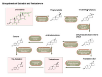Biosynthesis of Estradiol and Testosterone PPT Slide