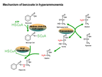 Mechanism of benzoate in hyperammonemia PPT Slide