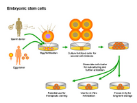 Embryonic stem cells PPT Slide