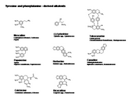Tyrosine and phenylalanine - derived alkaloids PPT Slide
