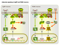 Adiposity signaling in AgRP and POMC neurons PPT Slide