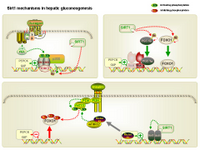 Sirt1 mechanisms in hepatic gluconeogenesis PPT Slide