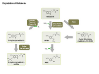 Degradation of Melatonin PPT Slide