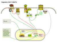 Nuronal - Regulation of GLT-1 expression PPT Slide