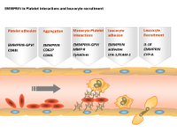 EMMPRIN in Platelet interactions and leucocyte recruitment PPT Slide