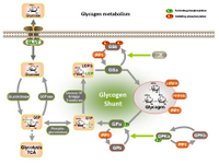 Glycogen metabolism PPT Slide