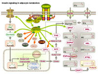 Insulin signaling in adipocyte metabolism PPT Slide