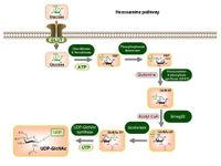 Hexosamine pathway PPT Slide