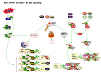Role of Pin1 and Che-1 in p53 signaling PPT Slide