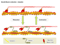Smoth muscle contraction - relaxation PPT Slide