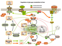 Regulation of glycogen metabolism in liver PPT Slide