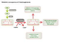 Metabolic consequences of 2-hydroxyglutarate PPT Slide