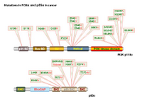 Mutations in PI3Kalpha and p85alpha in cancer PPT Slide