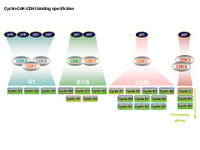 Cyclin-CdK-CDKI binding specificities PPT Slide