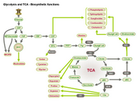 Glycolysis and TCA - Biosynthetic functions PPT Slide