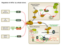 Regulation of eIF2 alpha by cellular stress PPT Slide