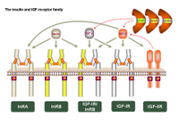 Insulin and IGF receptor family PPT Slide