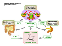 Systemic glucose sensors in glucose homeostasis PPT Slide