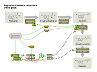 Regulation of Melatonin biosynthesis PPT Slide