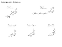 Cardiac glycosides - Endogenous PPT Slide