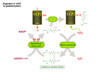 Regulation of UCP2 by glutathionylation PPT Slide