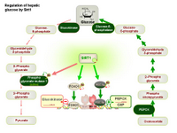 Regulation of hepatic glucose by Sirt1 PPT Slide